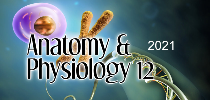 YL2021 Anatomy and Physiology 12